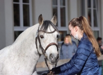 Sternbergs Larry Junior at the southern German stallion licensing in Munich