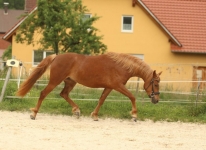 PrStA Sternbergs Lady in Red