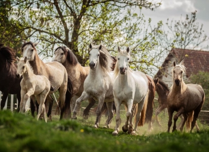 Sternbergs Connemaras Stutenherde Sommer 2020